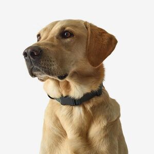 Solognac Kutyanyakörv kép