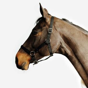 Fouganza Kötőfék, ló és póni méret - Schooling kép