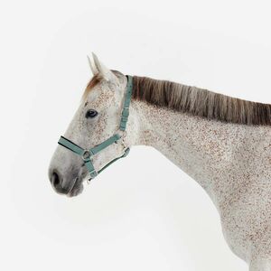 Fouganza Kötőfék, nagyló méret - Nubuck kép